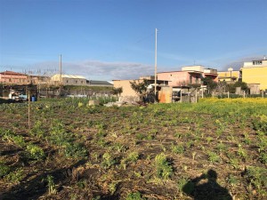 TERRENO AGRICOLO
